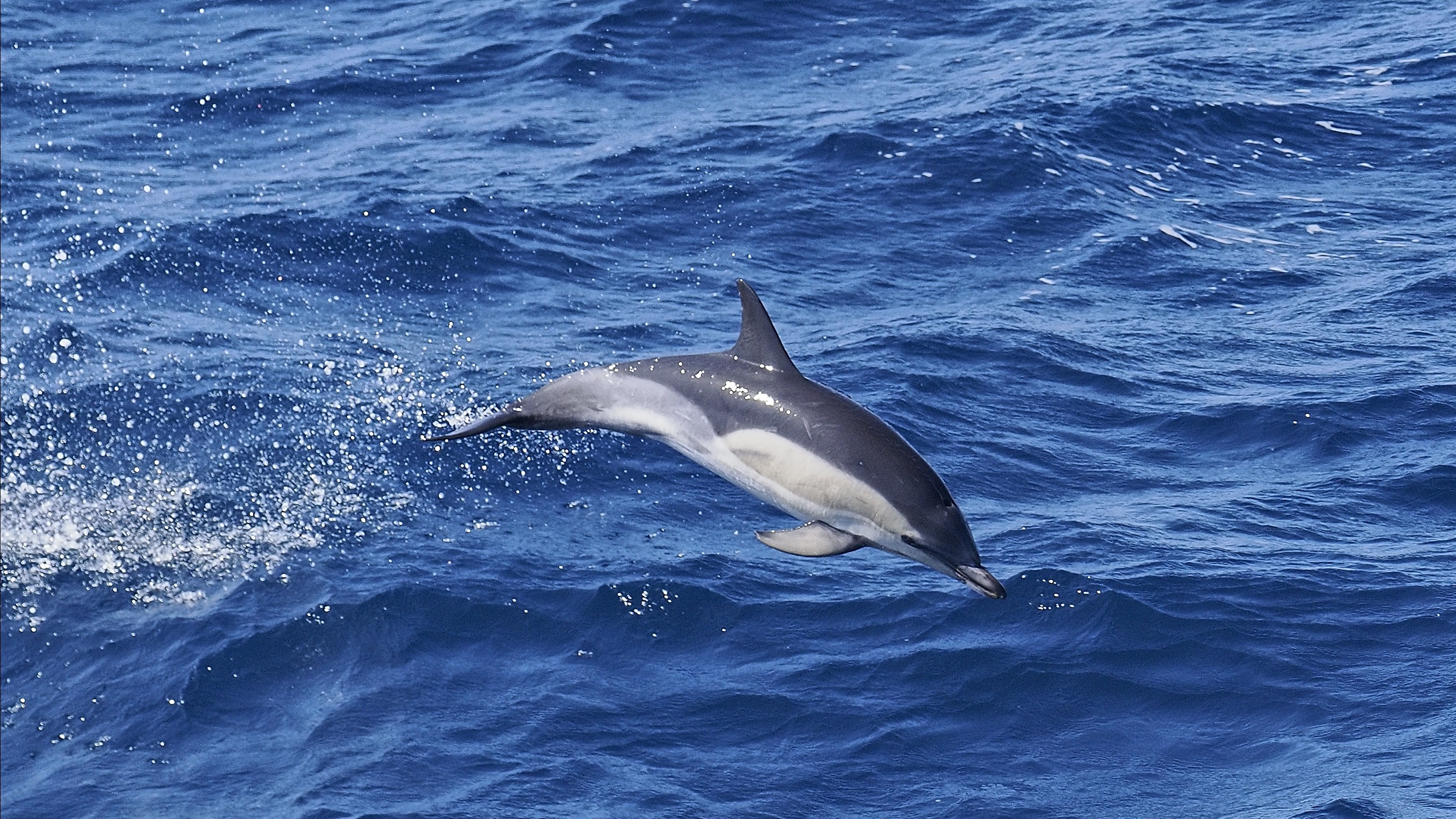 A single Common Dolphin (Delphinus delphis) breaks the ocean surface in the clear waters of the Bay of Biscay off the northern coast of Spain, near Bilbao