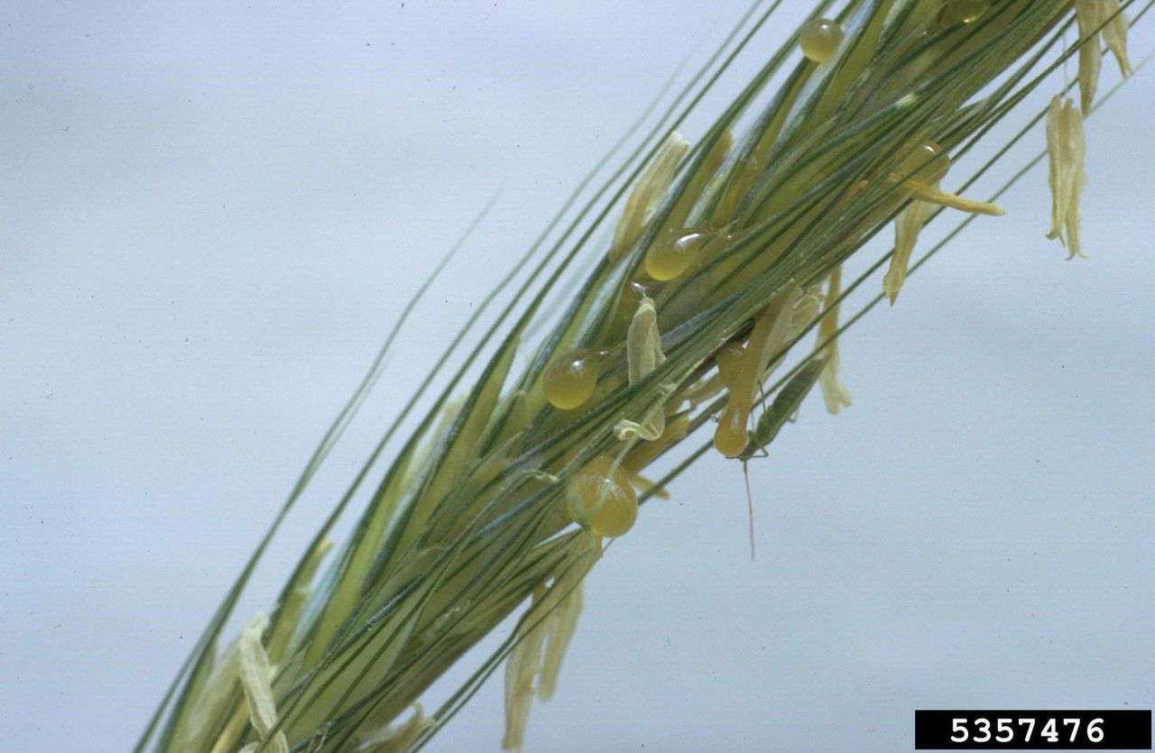 Ergot Grain Fungus