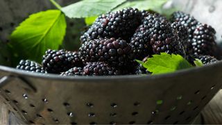 A colander full of blackberries and mint leaves to be washed