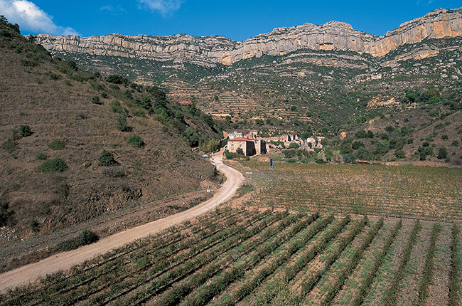 Scala Dei vineyards