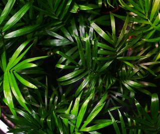 Close up of dark green bamboo palm leaves