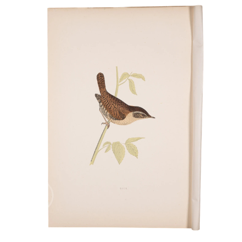 EngravingsandLithos, Wrens - British Birds - Original Steel Engraving Hand Colored! 1862