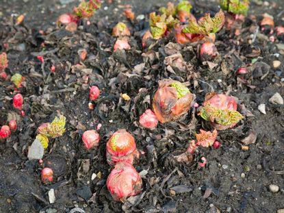 Rhubarb Planted In Soil