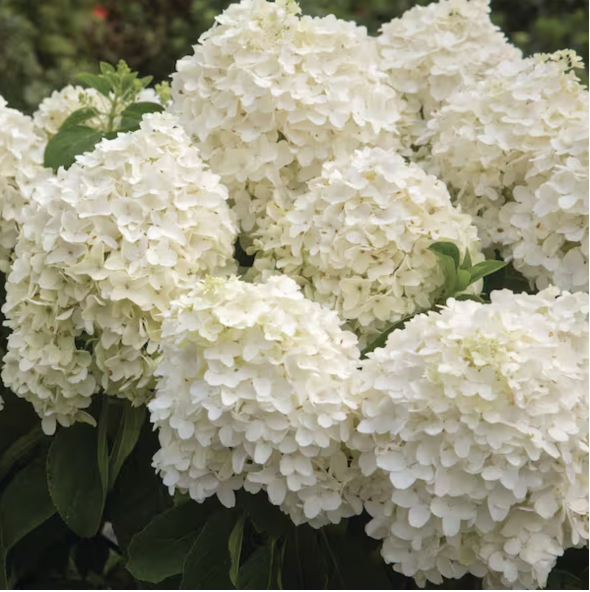 Large clusters of white hydrangea flowers
