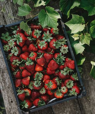 Strawberries in a black container next to a strawberry plant