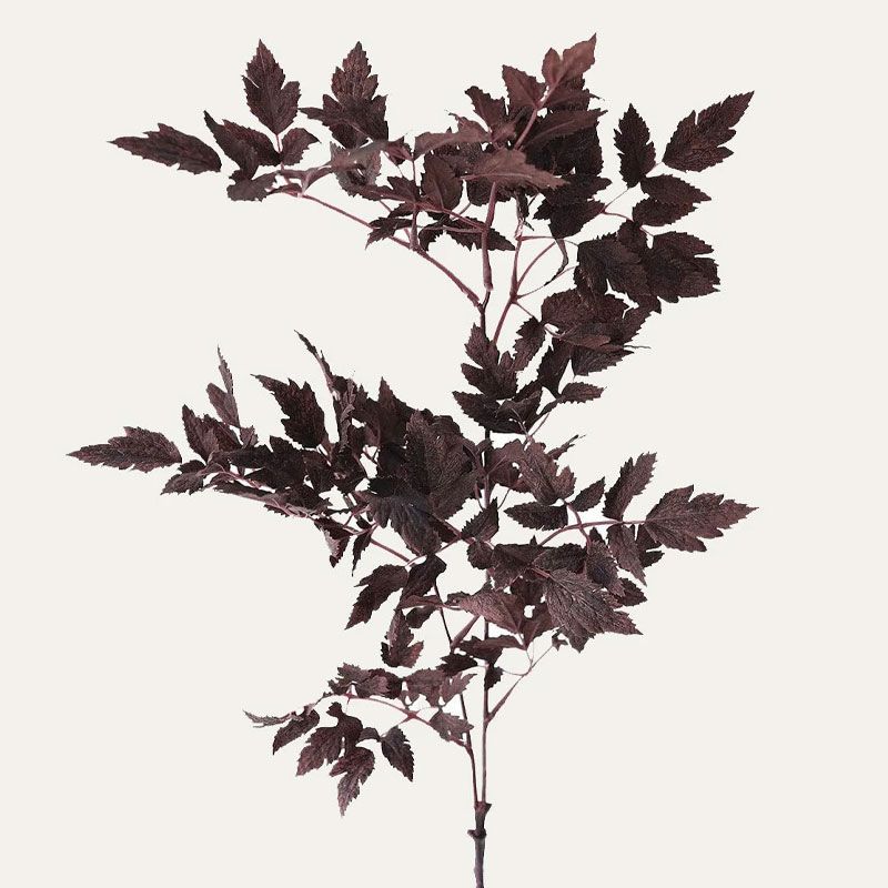 Fall foliage in red