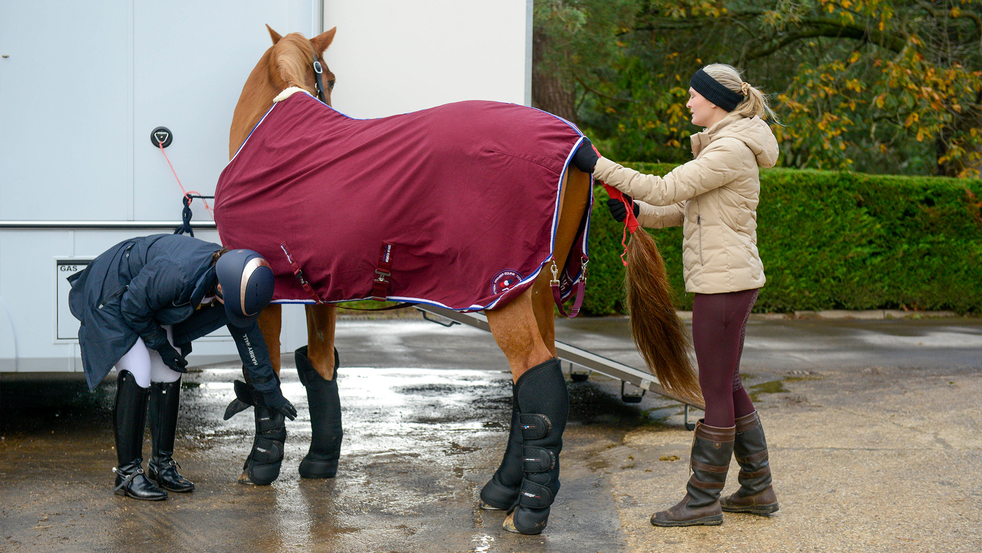 Rider putting travel boots on horse, while groom is applying a tail bandage ready for travel