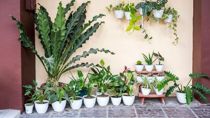 pot-scaping – a range of white pots containing plants arranged on a patio space