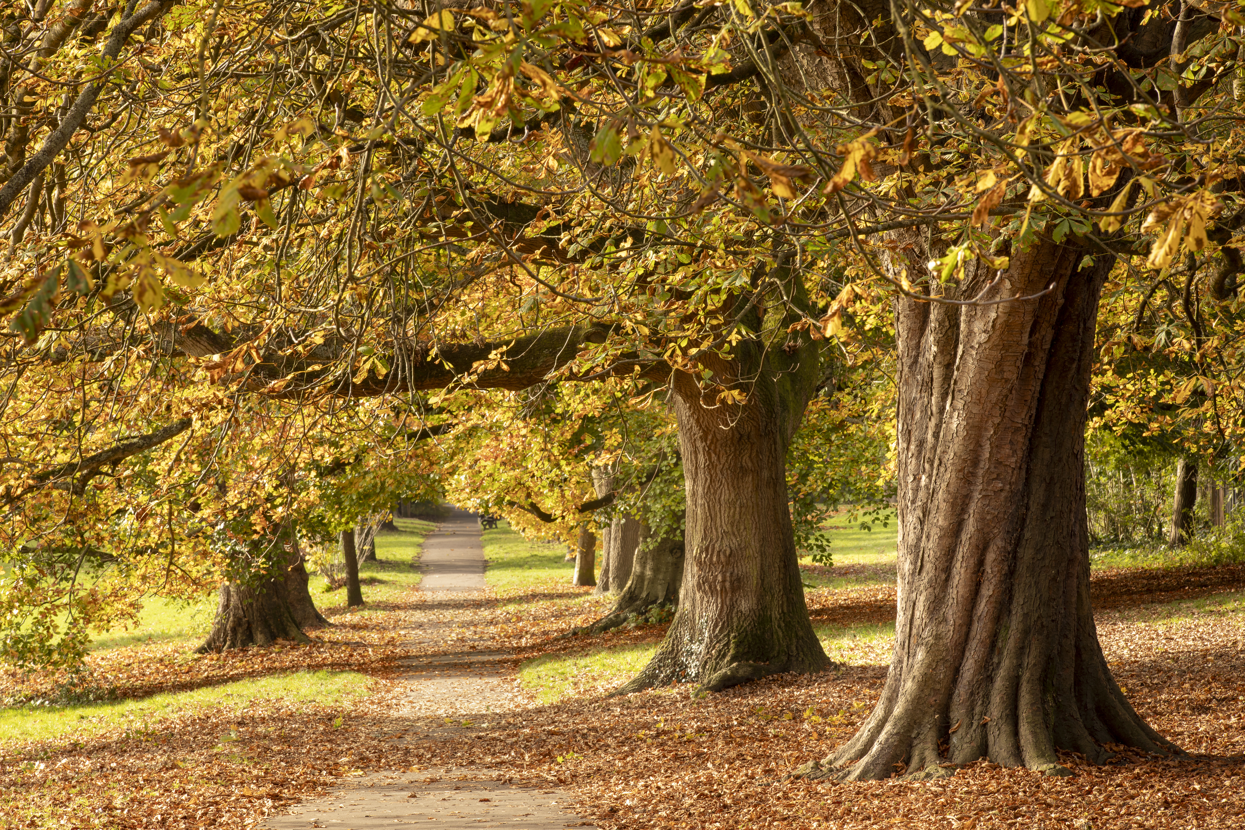 Autumn tree landscapes by Peter Travers