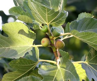 Fig tree in sunlight