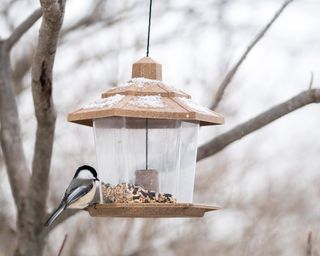 bird at feeder in winter