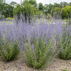 Example of how to prune Russian sage in garden