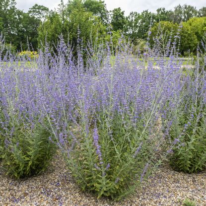 Example of how to prune Russian sage in garden