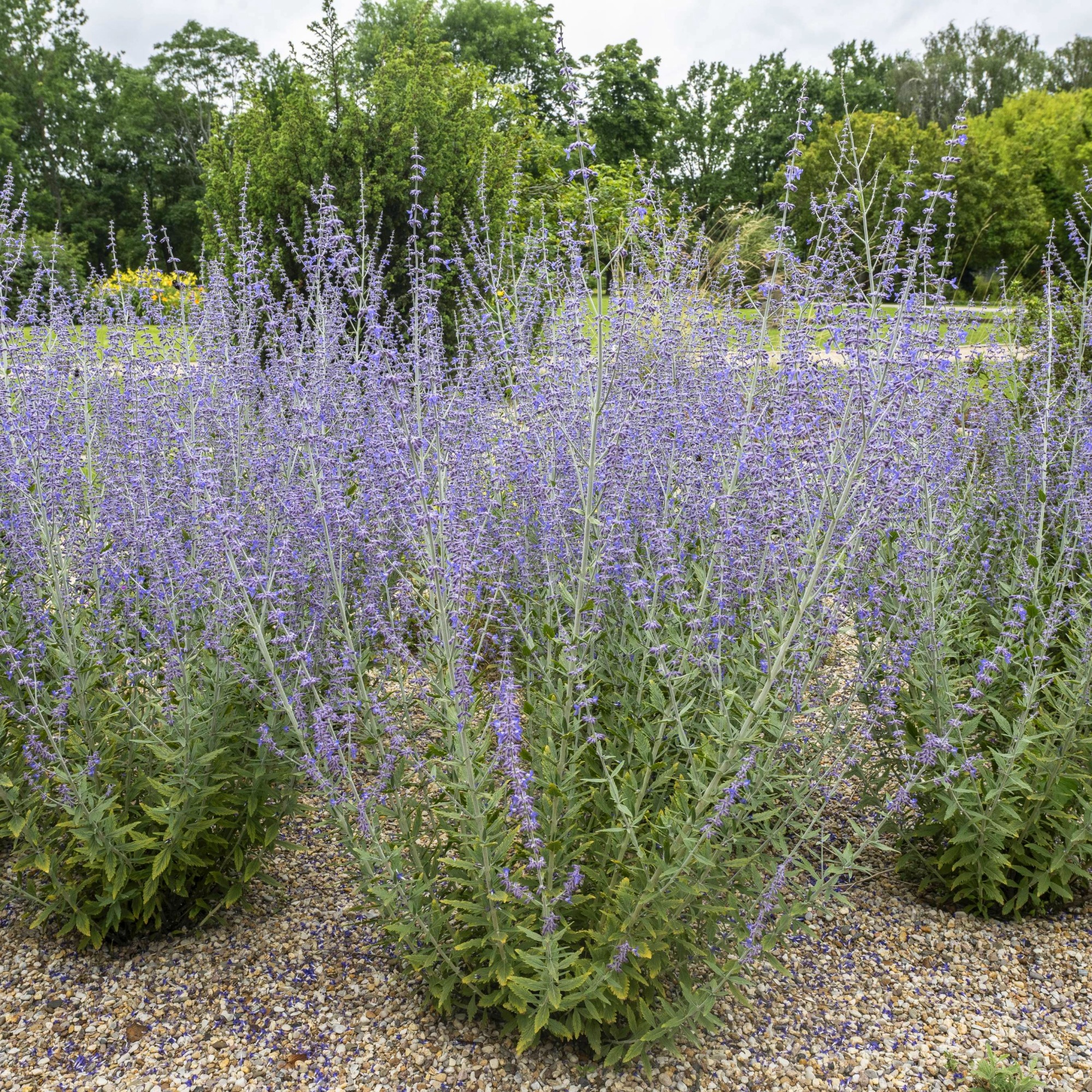 Example of how to prune Russian sage in garden