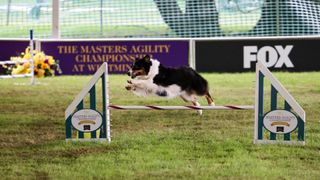 Dog jumping over obstacle at Westminster Dog Show 2022