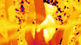 A koala as seen through a thermal sensor.