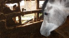 RSPCA-Arab-photo-1.jpg