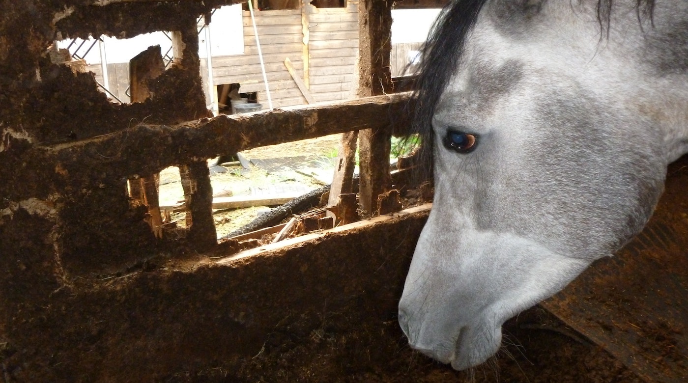 RSPCA-Arab-photo-1.jpg