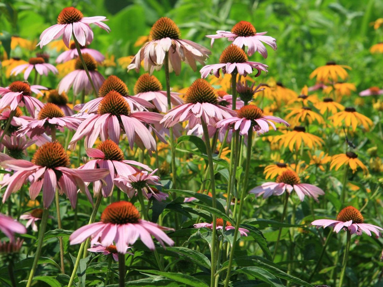 Field Of Pink And Yellow Flowers