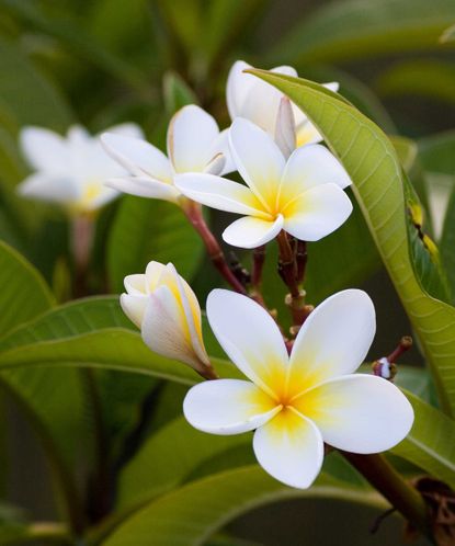 How to grow plumeria from cuttings: expert tips | Homes & Gardens