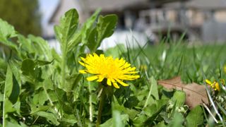 picture of dandelion weed in grass