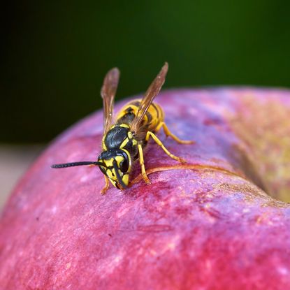 Yellowjacket on apple