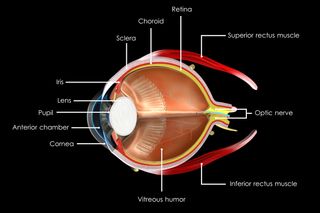 This diagram shows the inner features of the human eye.