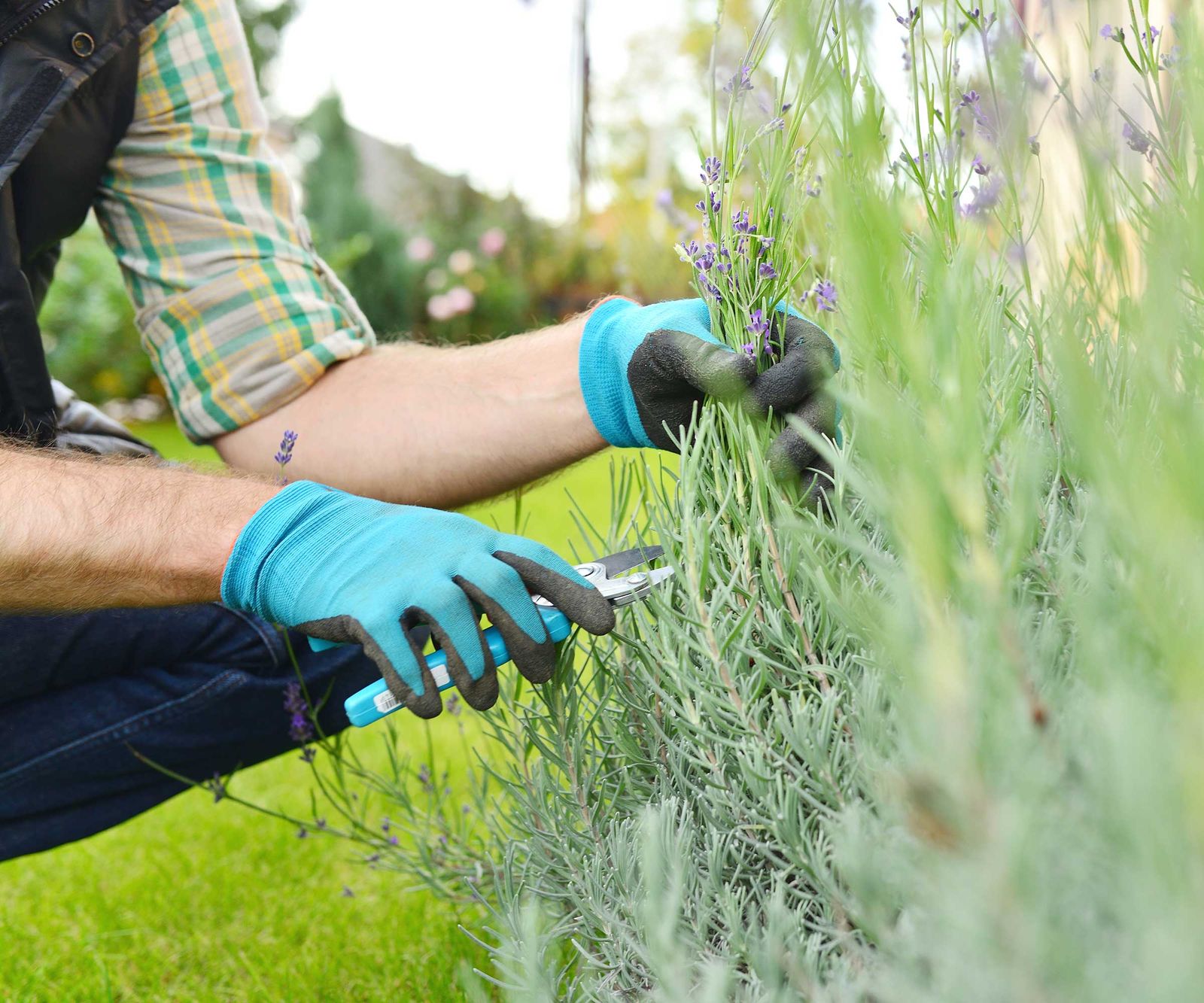 Pruning She When should I prune lavender? Experts share timing tips | Homes and Gardens