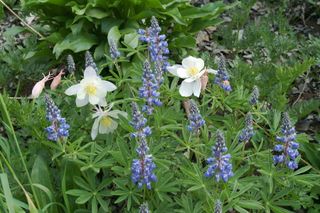 Native Rocky Mountain wildflowers, such as these lupines and columbines, may not flower together in the future as the plants' bloom times shift in response to a warming climate.