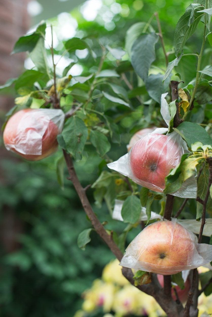 Bagging apples bag fruit pest management organic gardening home orchard  Japanese method