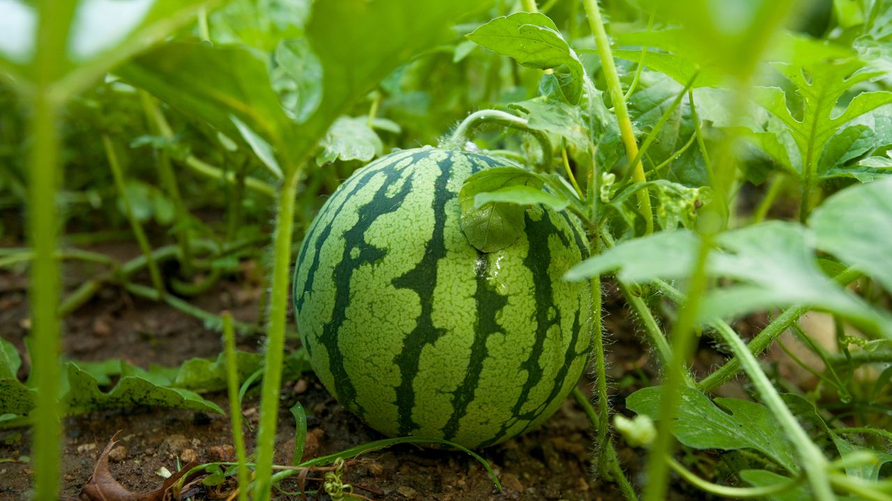 watermelon growing in a garden