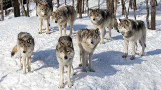 A photo of a pack of timber wolves standing in the snow.