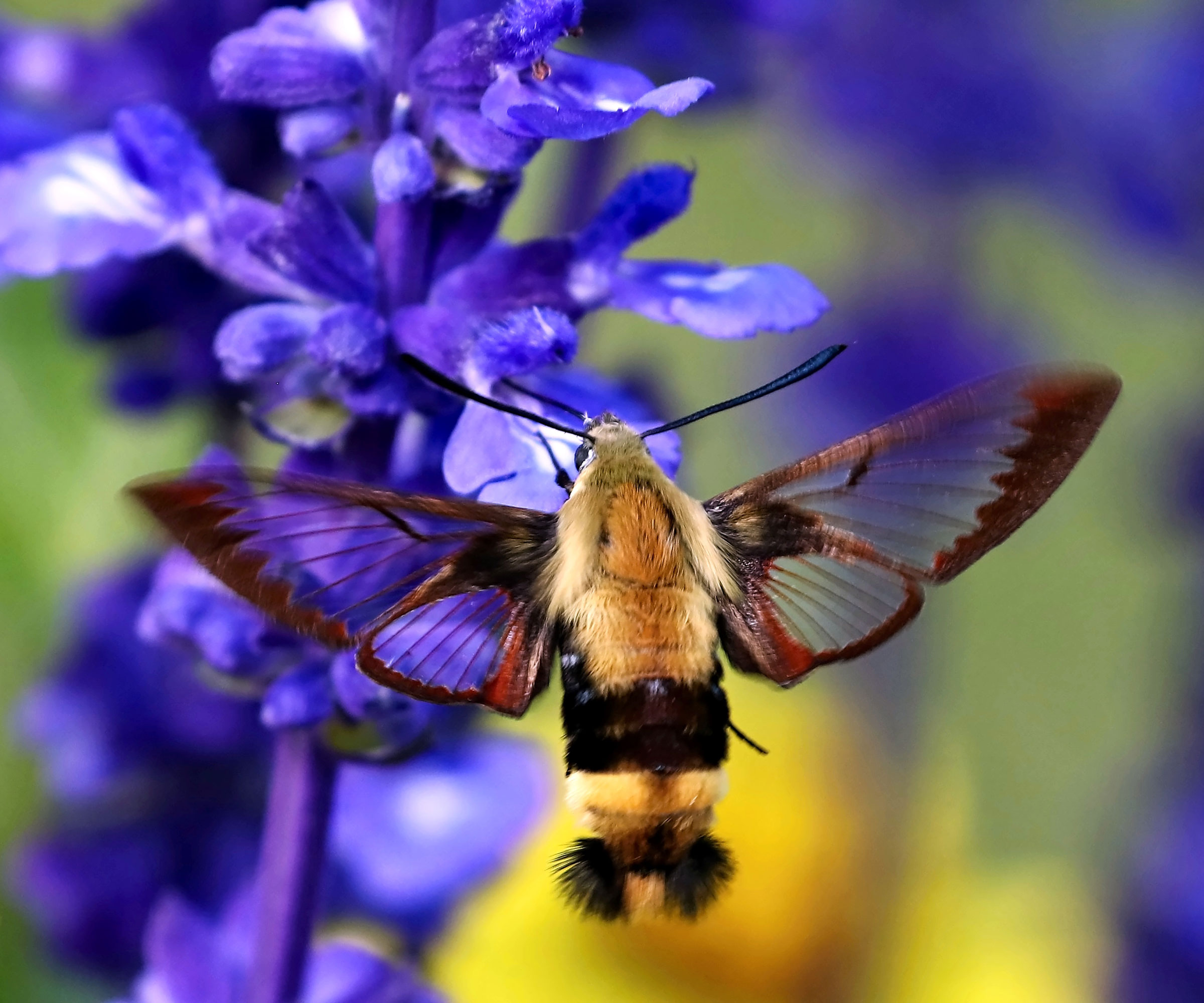 hawk moth on purple flower