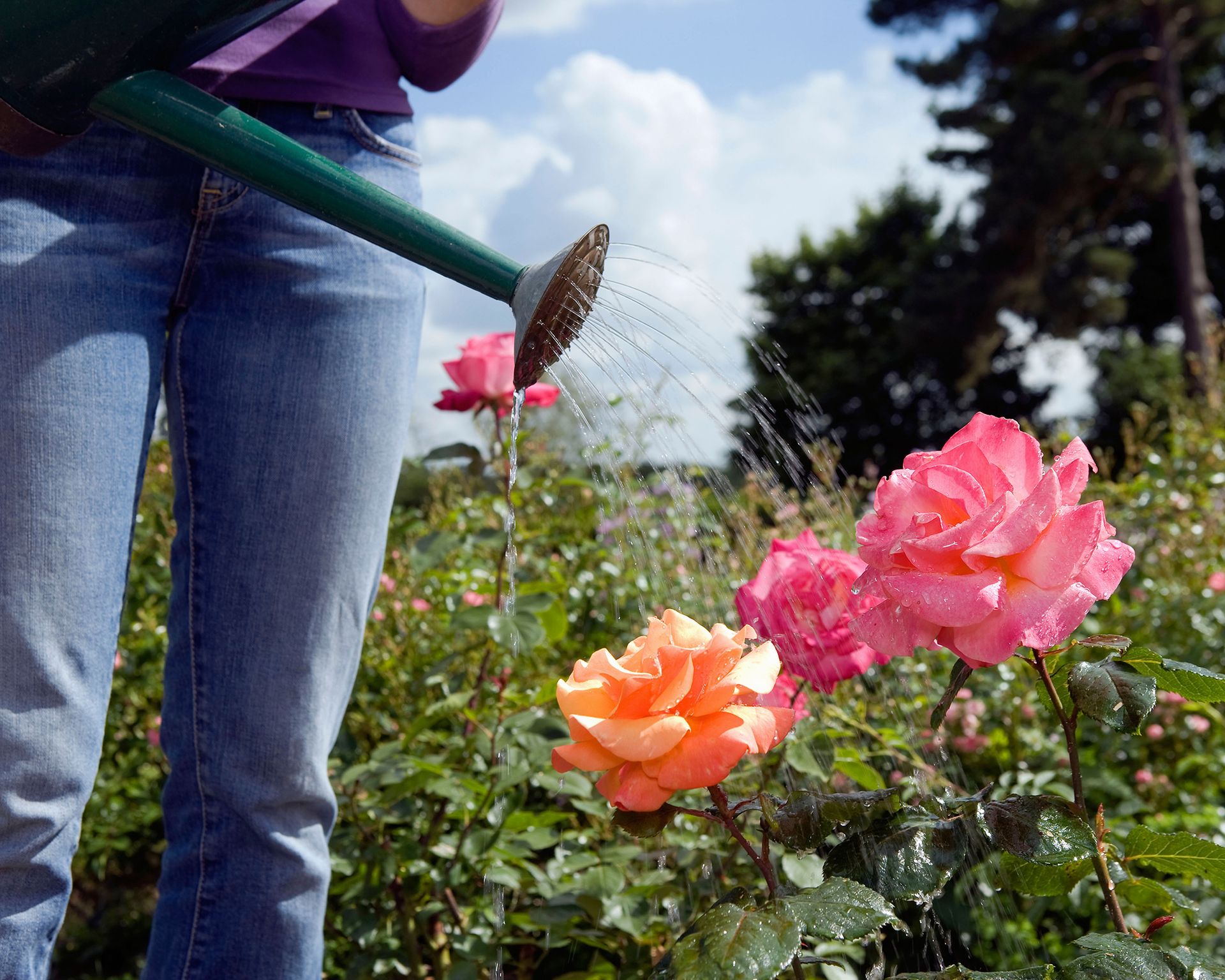 Powdery mildew how to get rid of white fungus on plants Gardeningetc