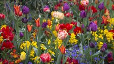 Spring border with mixed tulips