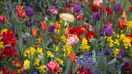 Spring border with mixed tulips