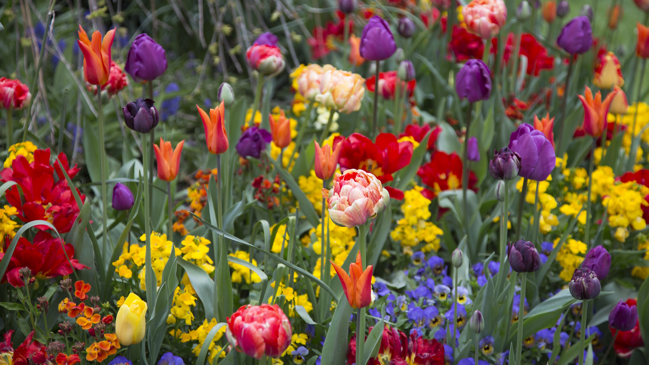 Spring border with mixed tulips