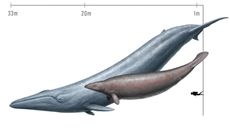 Artist impression of colossus whale size comparison to a blue whale and a human scuba diver.