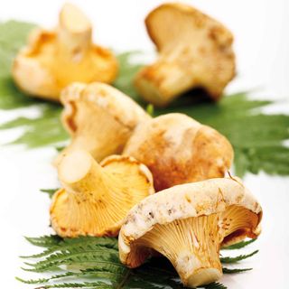 Wild Mushroom And Garlic Soup