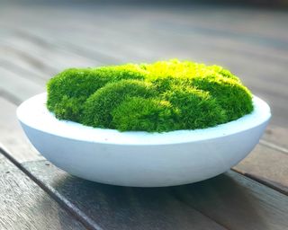 moss in white bowl