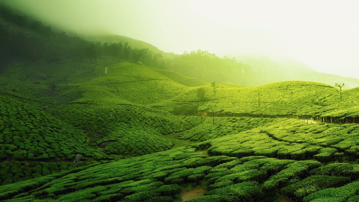 Tea plantation 