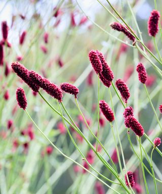 red flower heads of perennial Sanguisorba ‘Cangshan Cranberry’
