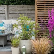 Gardens with ornamental grasses in pots around a BBQ area with festoon lighting and outdoor sofa