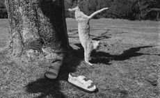 Cat jumping down from tree