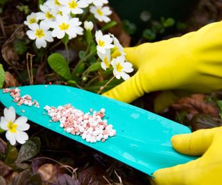 Fertilizing flowering plants with a granular fertilizer