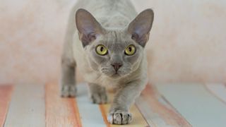 Devon Rex, one of the most playful cat breeds, crouched down and moving towards camera