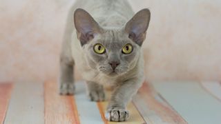 Devon Rex, one of the most playful cat breeds