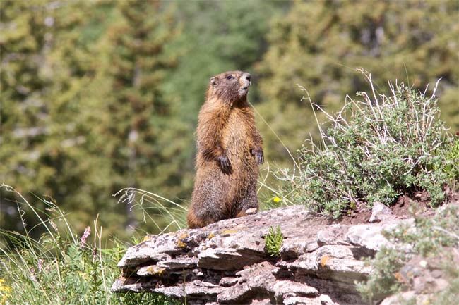 The 500 Cutest Animals Live Science