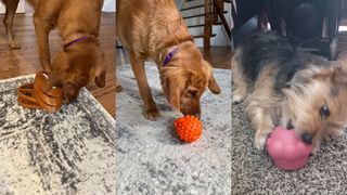 Split image showing three dogs testing three different puzzle toys