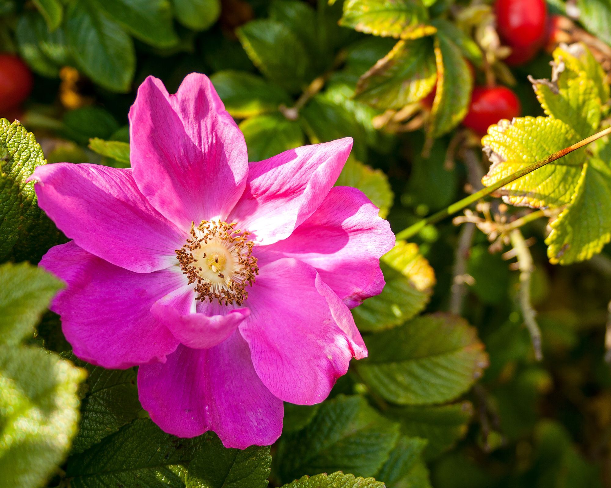 Red Japanese Rose